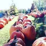 Hanehan Family Pumpkins Saratoga photo