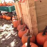 Hanehan Family Pumpkins Saratoga photo