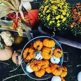 Hanehan Family Pumpkins Saratoga photo