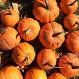 Hanehan Family Pumpkins Saratoga photo