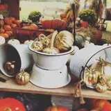 Hanehan Family Pumpkins Saratoga photo