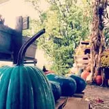 Hanehan Family Pumpkins Saratoga photo