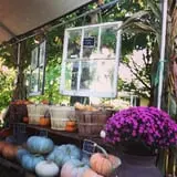 Hanehan Family Pumpkins Saratoga photo
