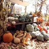 Hanehan Family Pumpkins Saratoga photo