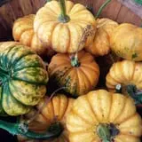 Hanehan Family Pumpkins Saratoga photo