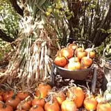 Hanehan Family Pumpkins Saratoga photo