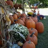 Hanehan Family Pumpkins Saratoga photo