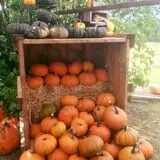 Hanehan Family Pumpkins Saratoga photo