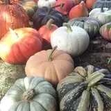 Hanehan Family Pumpkins Saratoga photo