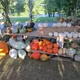 Hanehan Family Pumpkins Saratoga photo