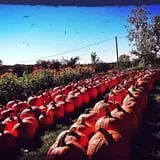 Hanehan Family Pumpkins Saratoga photo