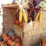Hanehan Family Pumpkins Saratoga photo