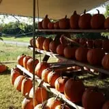 Hanehan Family Pumpkins Saratoga photo