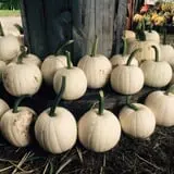 Hanehan Family Pumpkins Saratoga photo