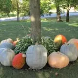 Hanehan Family Pumpkins Saratoga photo