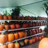 Hanehan Family Pumpkins Saratoga photo