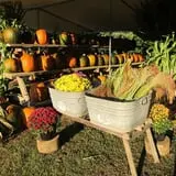 Hanehan Family Pumpkins Saratoga photo