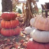 Hanehan Family Pumpkins Saratoga photo