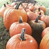 Hanehan Family Pumpkins Saratoga photo
