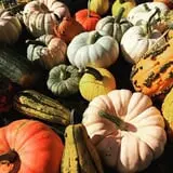 Hanehan Family Pumpkins Saratoga photo