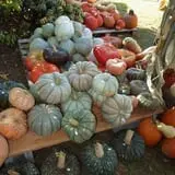 Hanehan Family Pumpkins Saratoga photo