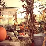 Hanehan Family Pumpkins Saratoga photo
