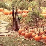 Hanehan Family Pumpkins Saratoga photo