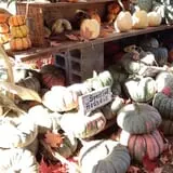Hanehan Family Pumpkins Saratoga photo
