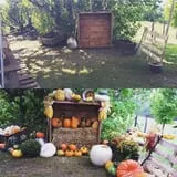 Hanehan Family Pumpkins Saratoga photo