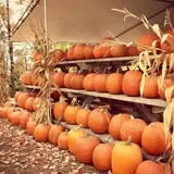 Hanehan Family Pumpkins Saratoga photo