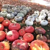 Hanehan Family Pumpkins Saratoga photo