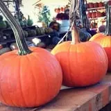 Hanehan Family Pumpkins Saratoga photo