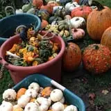Hanehan Family Pumpkins Saratoga photo
