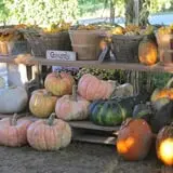 Hanehan Family Pumpkins Saratoga photo