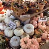 Hanehan Family Pumpkins Saratoga photo