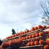 Hanehan Family Pumpkins Saratoga photo