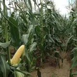 Rogers Family Orchards photo