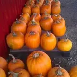 Rogers Family Orchards photo