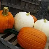 Rogers Family Orchards photo