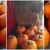 Rogers Family Orchards photo