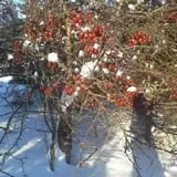 Rogers Family Orchards photo