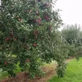 Rogers Family Orchards photo