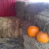 Rogers Family Orchards photo