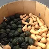 Rogers Family Orchards photo