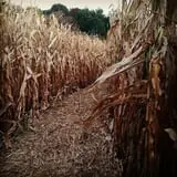 Papa  Charlie's  Pumpkin  Patch photo