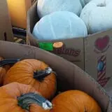 Papa  Charlie's  Pumpkin  Patch photo