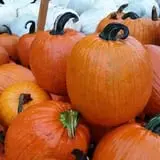 Papa  Charlie's  Pumpkin  Patch photo