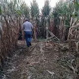 Papa  Charlie's  Pumpkin  Patch photo