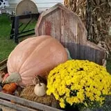 Papa  Charlie's  Pumpkin  Patch photo