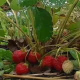 Mead Orchards photo